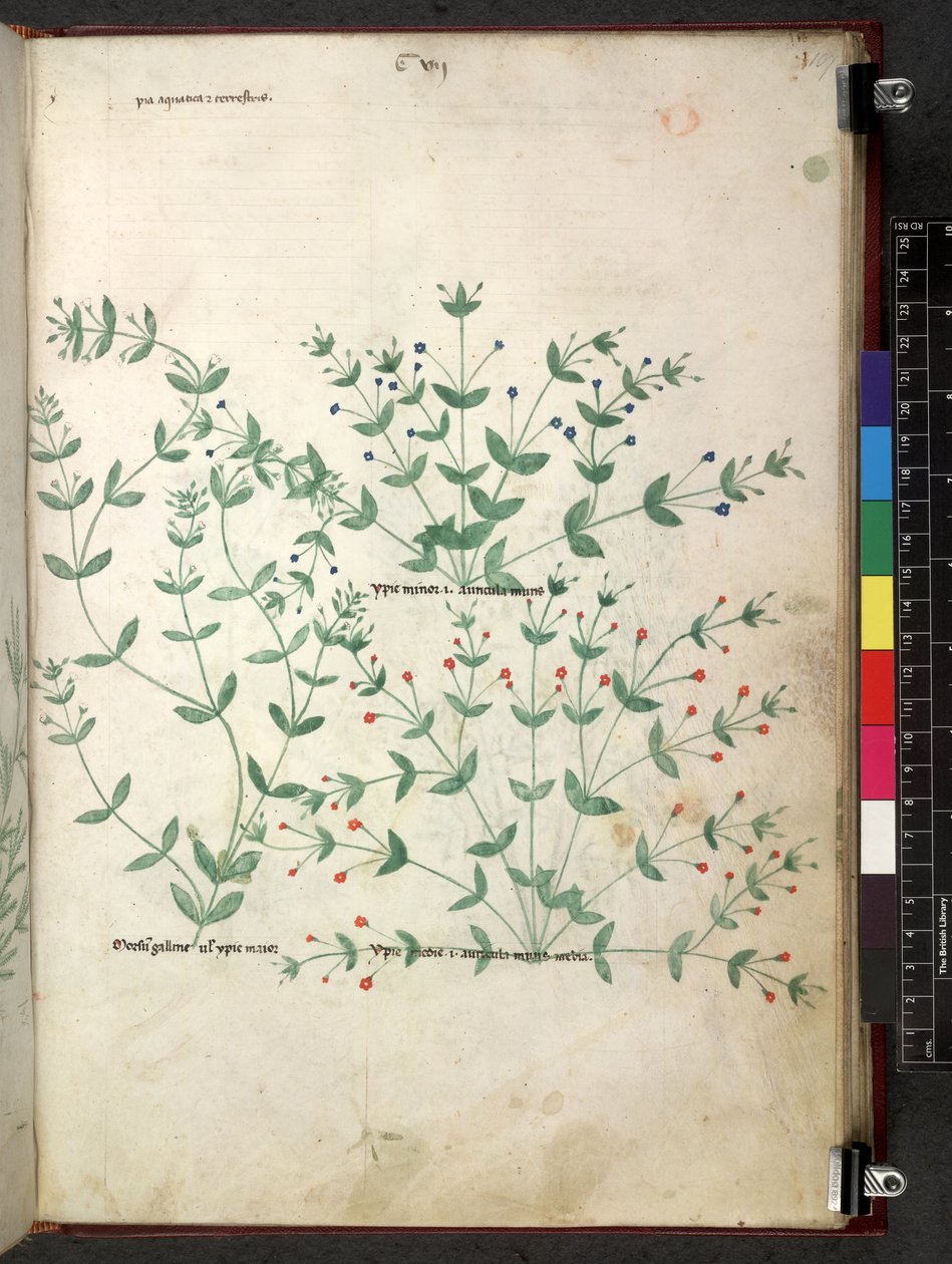 Egerton 747 Tractatus de herbis (Herbal) n. 1280-1310 (muste ja väri tarranauhalla) tekijältä School Italian
