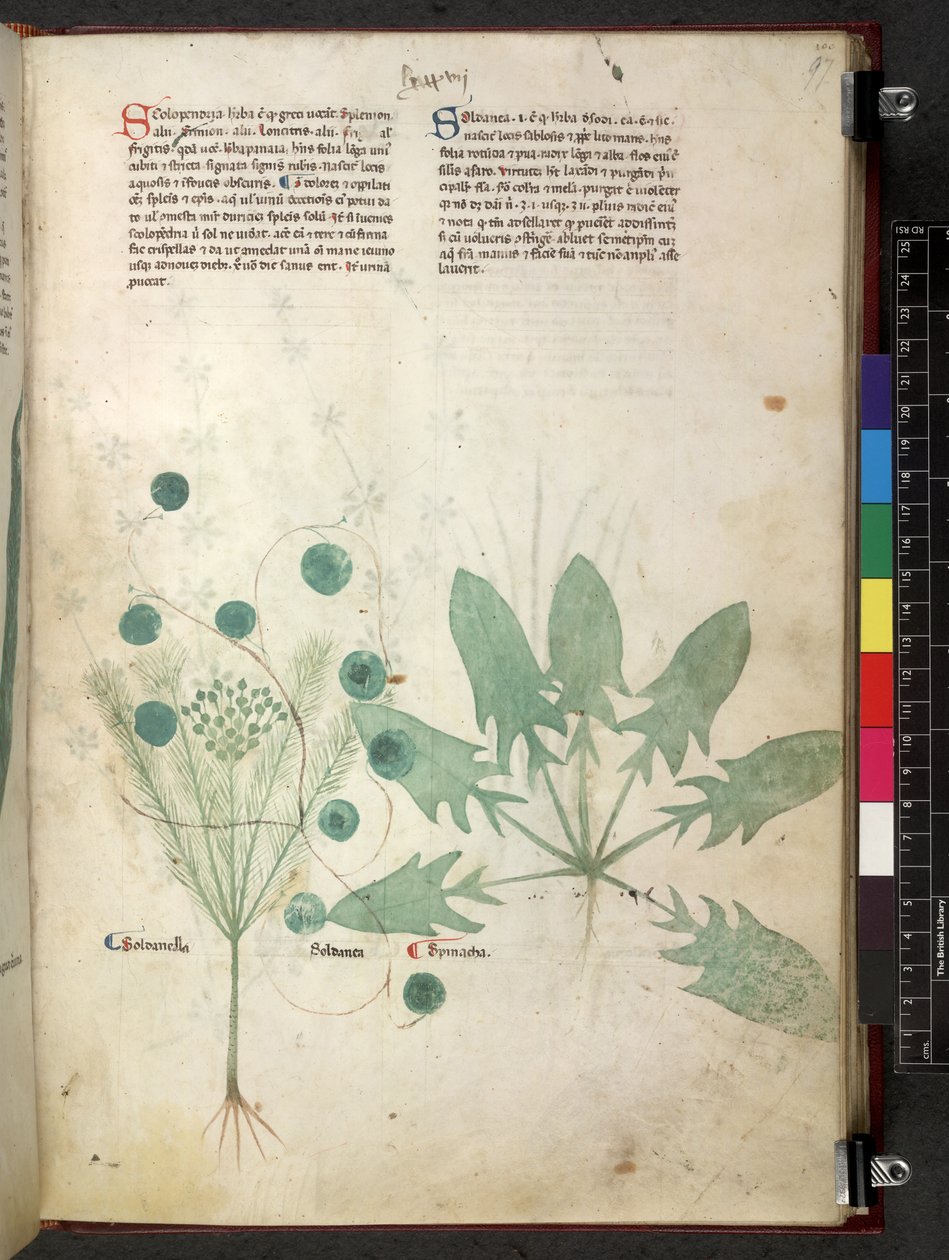 Egerton 747 Tractatus de herbis (Herbal) n. 1280-1310 (muste ja väri tarranauhalla) tekijältä School Italian
