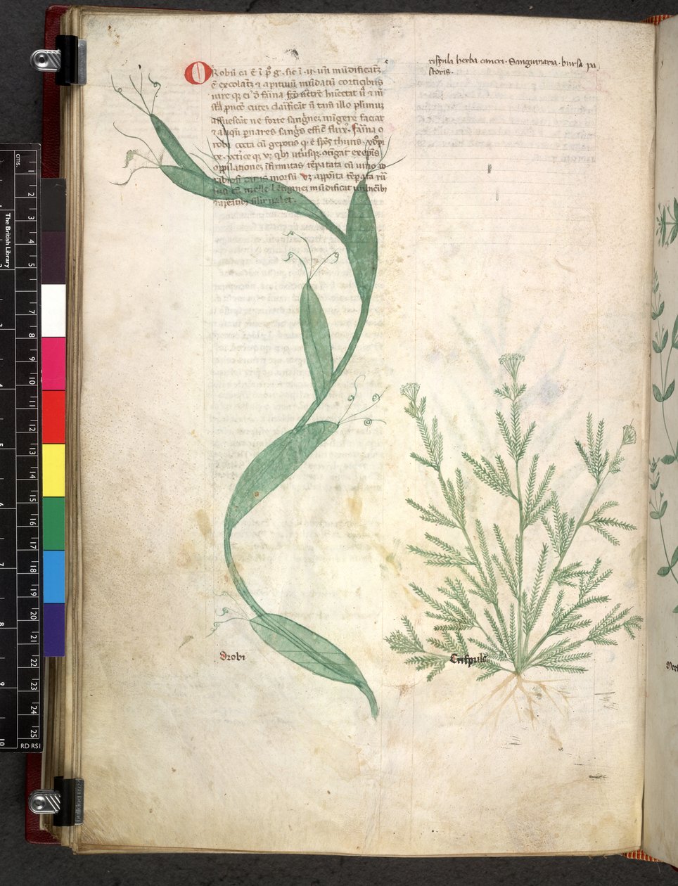 Egerton 747 Tractatus de herbis (Herbal) n. 1280-1310 (muste ja väri tarranauhalla) tekijältä School Italian
