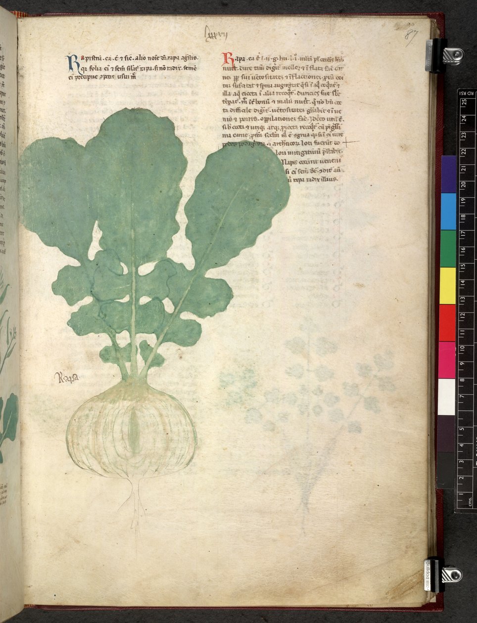 Egerton 747 Tractatus de herbis (Herbal) n. 1280-1310 (muste ja väri tarranauhalla) tekijältä School Italian