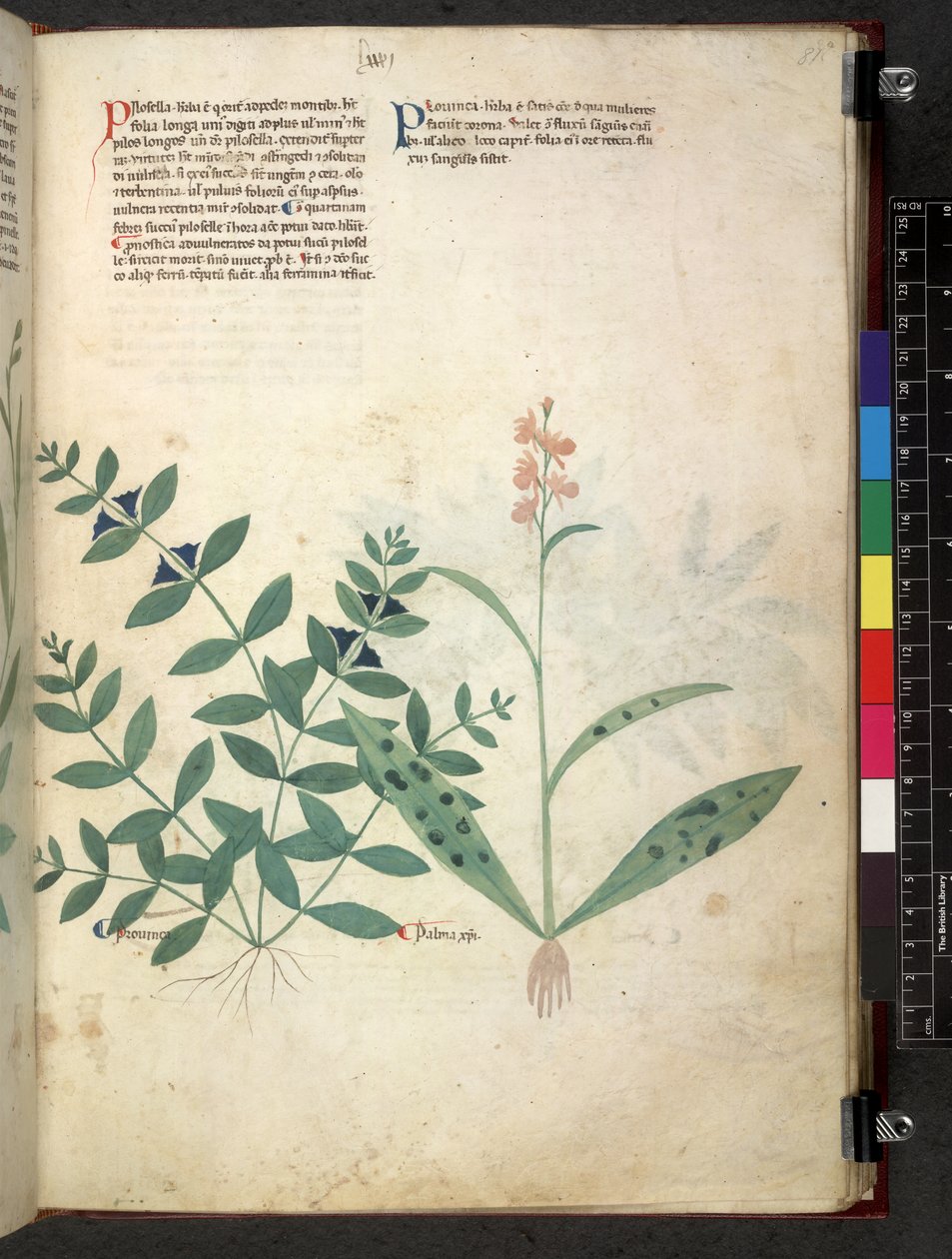 Egerton 747 Tractatus de herbis (Herbal) n. 1280-1310 (muste ja väri tarranauhalla) tekijältä School Italian