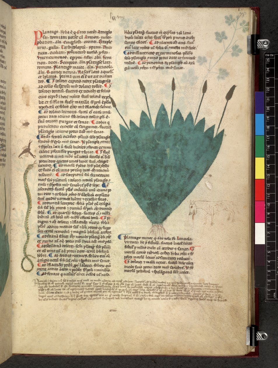 Egerton 747 Tractatus de herbis (Herbal) n. 1280-1310 (muste ja väri tarranauhalla) tekijältä School Italian