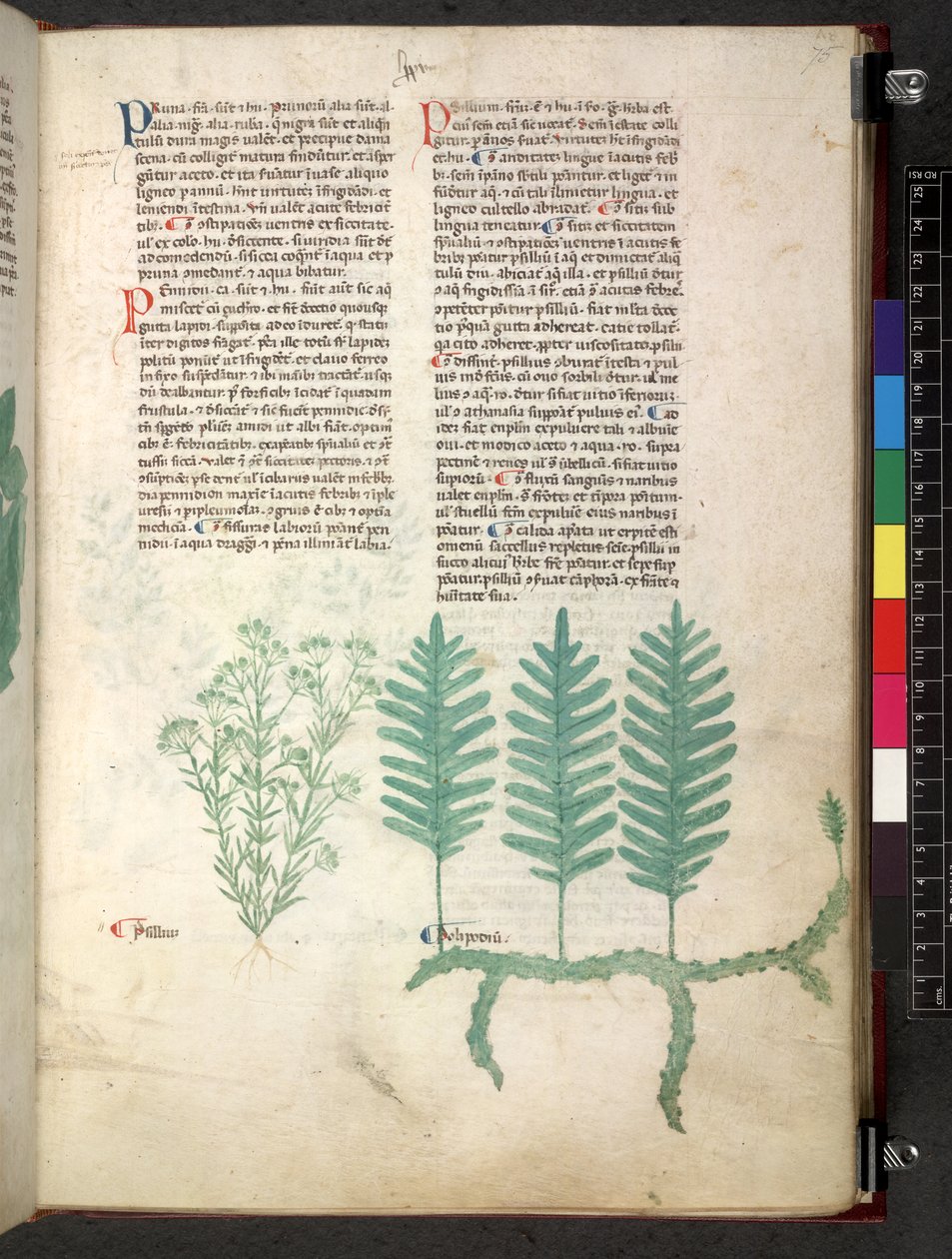 Egerton 747 Tractatus de herbis (Herbal) n. 1280-1310 (muste ja väri tarranauhalla) tekijältä School Italian