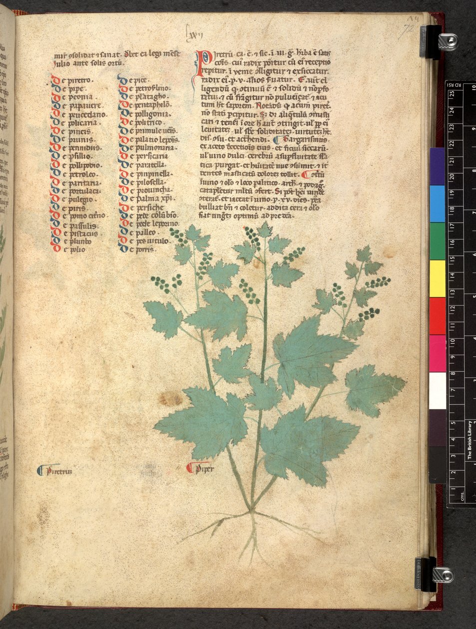 Egerton 747 Tractatus de herbis (Herbal) n. 1280-1310 (muste ja väri tarranauhalla) tekijältä School Italian