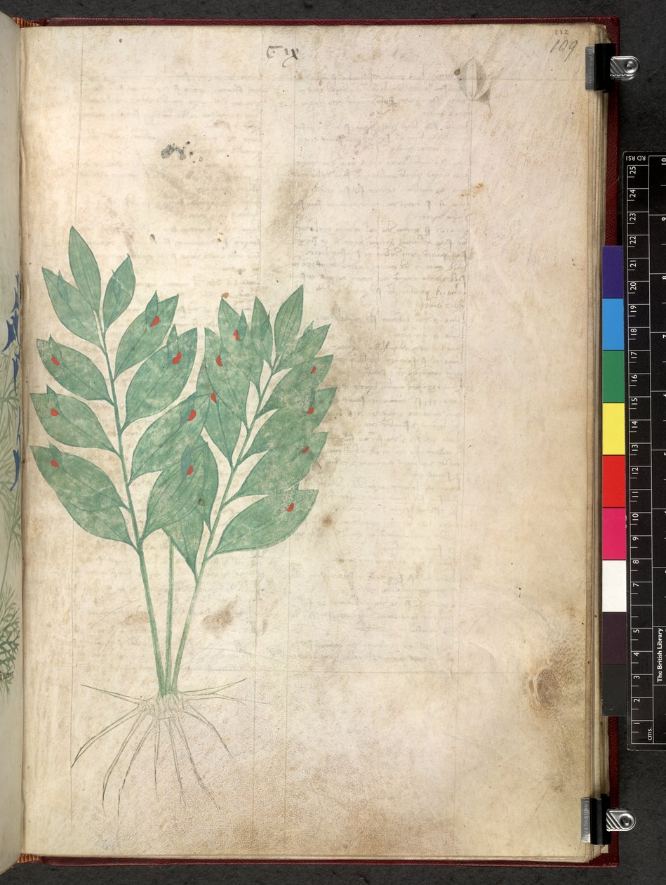Egerton 747 Tractatus de herbis (Herbal) n. 1280-1310 (muste ja väri tarranauhalla) tekijältä School Italian