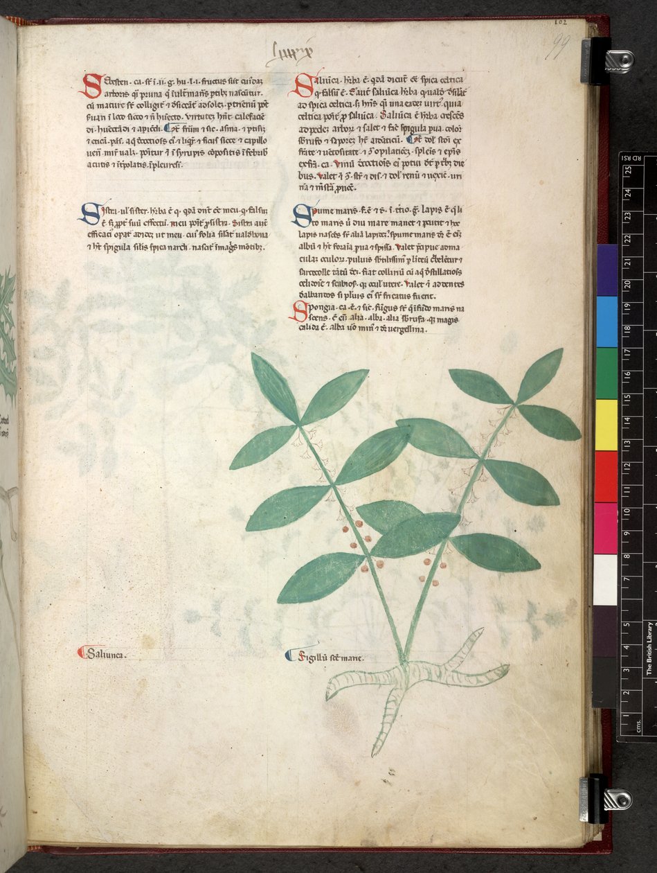 Egerton 747 Tractatus de herbis (Herbal) n. 1280-1310 (muste ja väri tarranauhalla) tekijältä School Italian