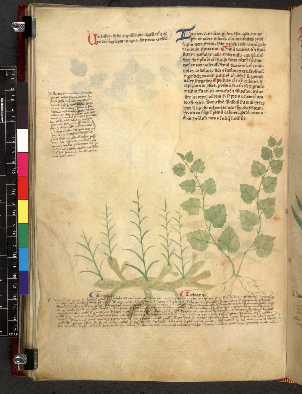 Egerton 747 Tractatus de herbis (Herbal) n. 1280-1310 (muste ja väri tarranauhalla) tekijältä School Italian