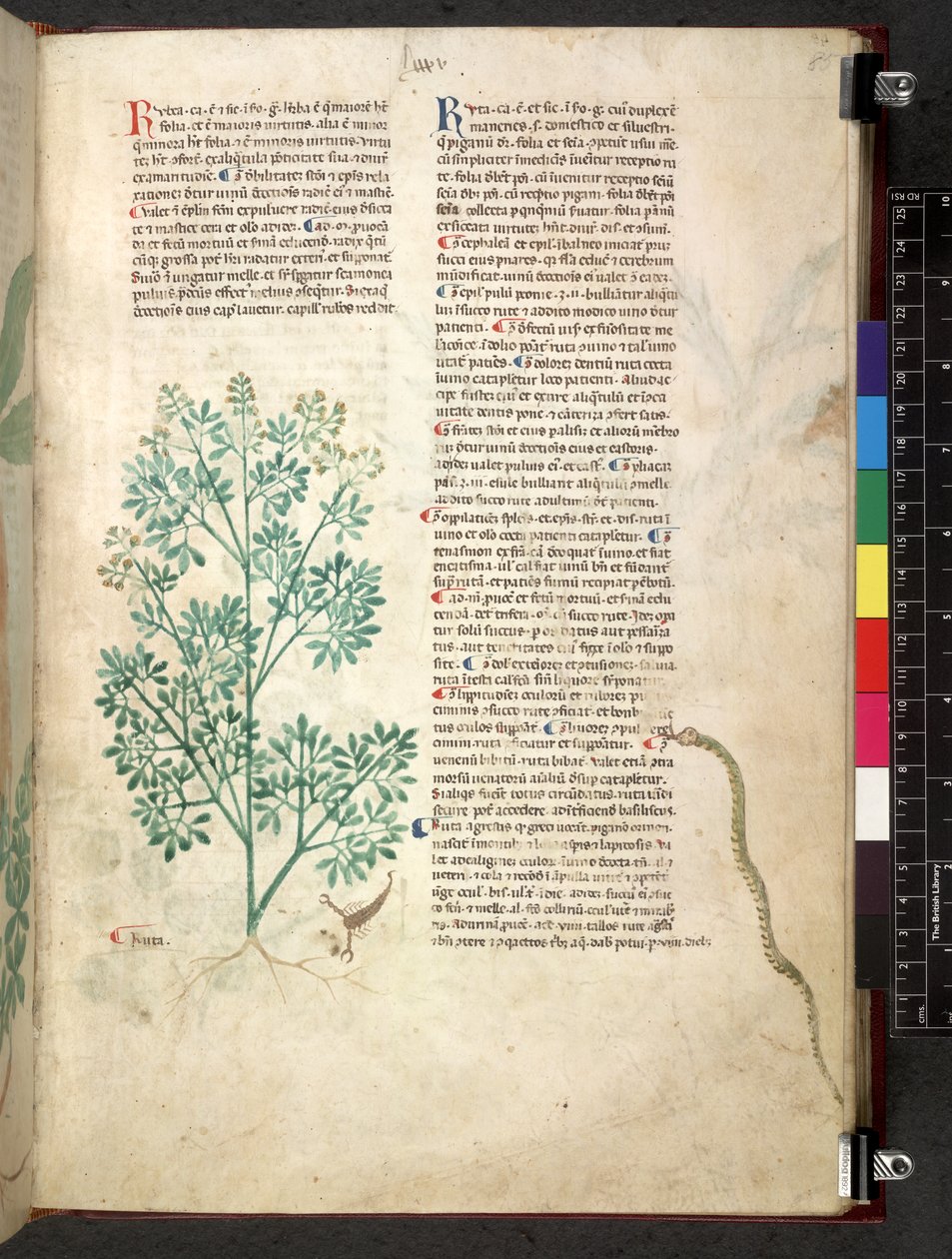Egerton 747 Tractatus de herbis (Herbal) n. 1280-1310 (muste ja väri tarranauhalla) tekijältä School Italian
