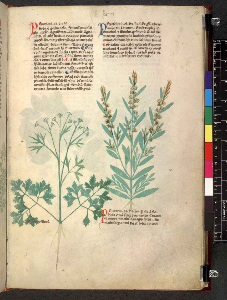 Egerton 747 Tractatus de herbis (Herbal) n. 1280-1310 (muste ja väri tarranauhalla) tekijältä School Italian
