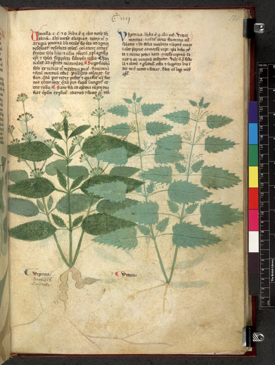 Egerton 747 Tractatus de herbis (Herbal) n. 1280-1310 (muste ja väri tarranauhalla) tekijältä School Italian