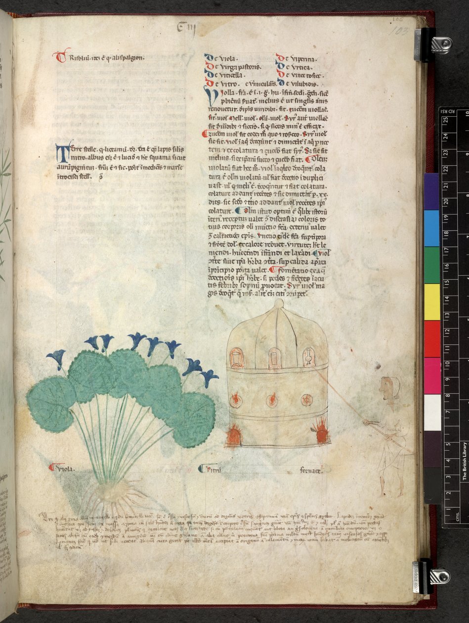 Egerton 747 Tractatus de herbis (Herbal) n. 1280-1310 (muste ja väri tarranauhalla) tekijältä School Italian