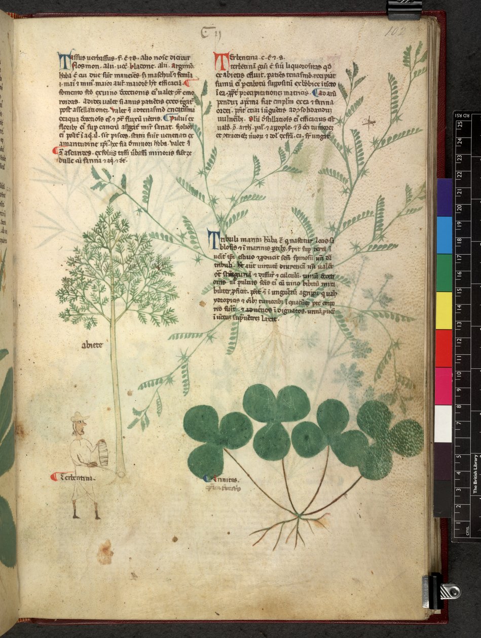 Egerton 747 Tractatus de herbis (Herbal) n. 1280-1310 (muste ja väri tarranauhalla) tekijältä School Italian