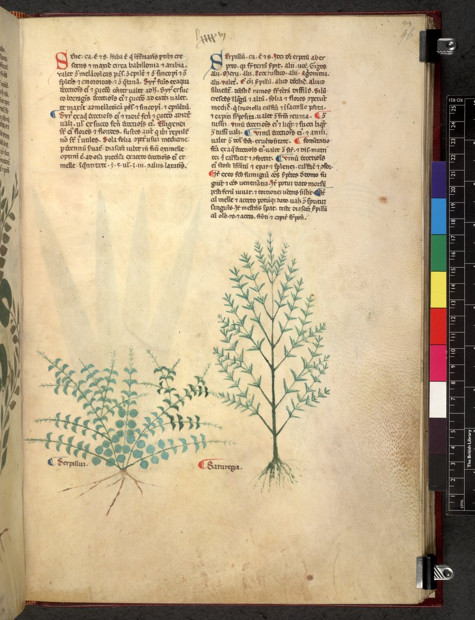 Egerton 747 Tractatus de herbis (Herbal) n. 1280-1310 (muste ja väri tarranauhalla) tekijältä School Italian