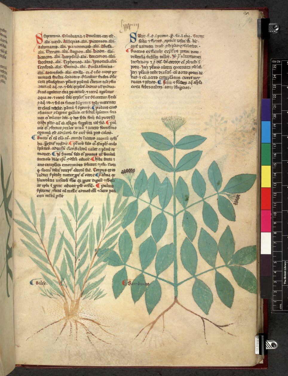 Egerton 747 Tractatus de herbis (Herbal) n. 1280-1310 (muste ja väri tarranauhalla) tekijältä School Italian