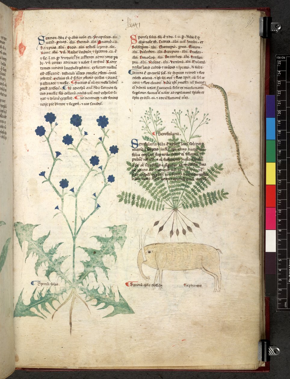 Egerton 747 Tractatus de herbis (Herbal) n. 1280-1310 (muste ja väri tarranauhalla) tekijältä School Italian