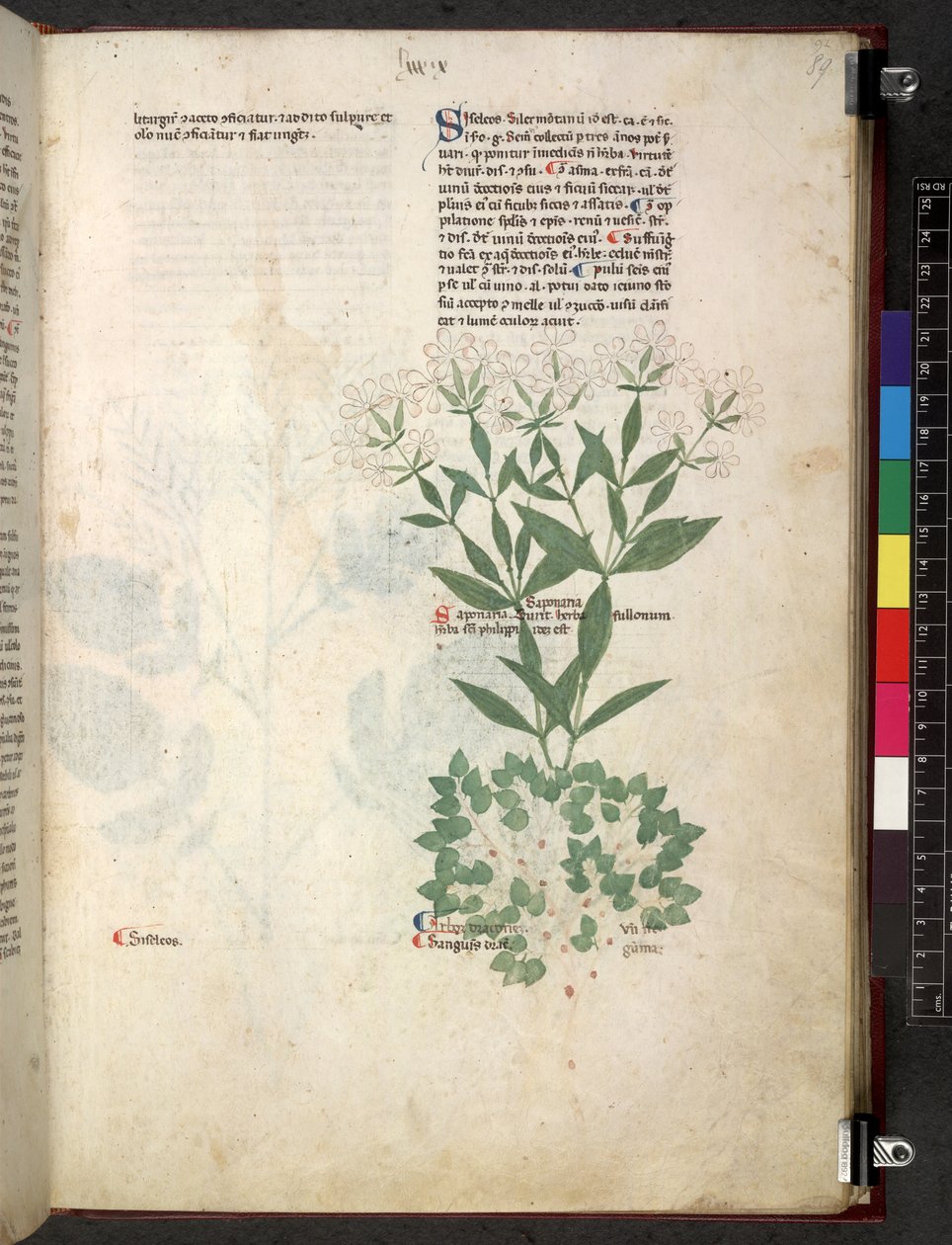 Egerton 747 Tractatus de herbis (Herbal) c.1280-1310 (tinta i color sobre vitela) finlandès tekijältä School Italian