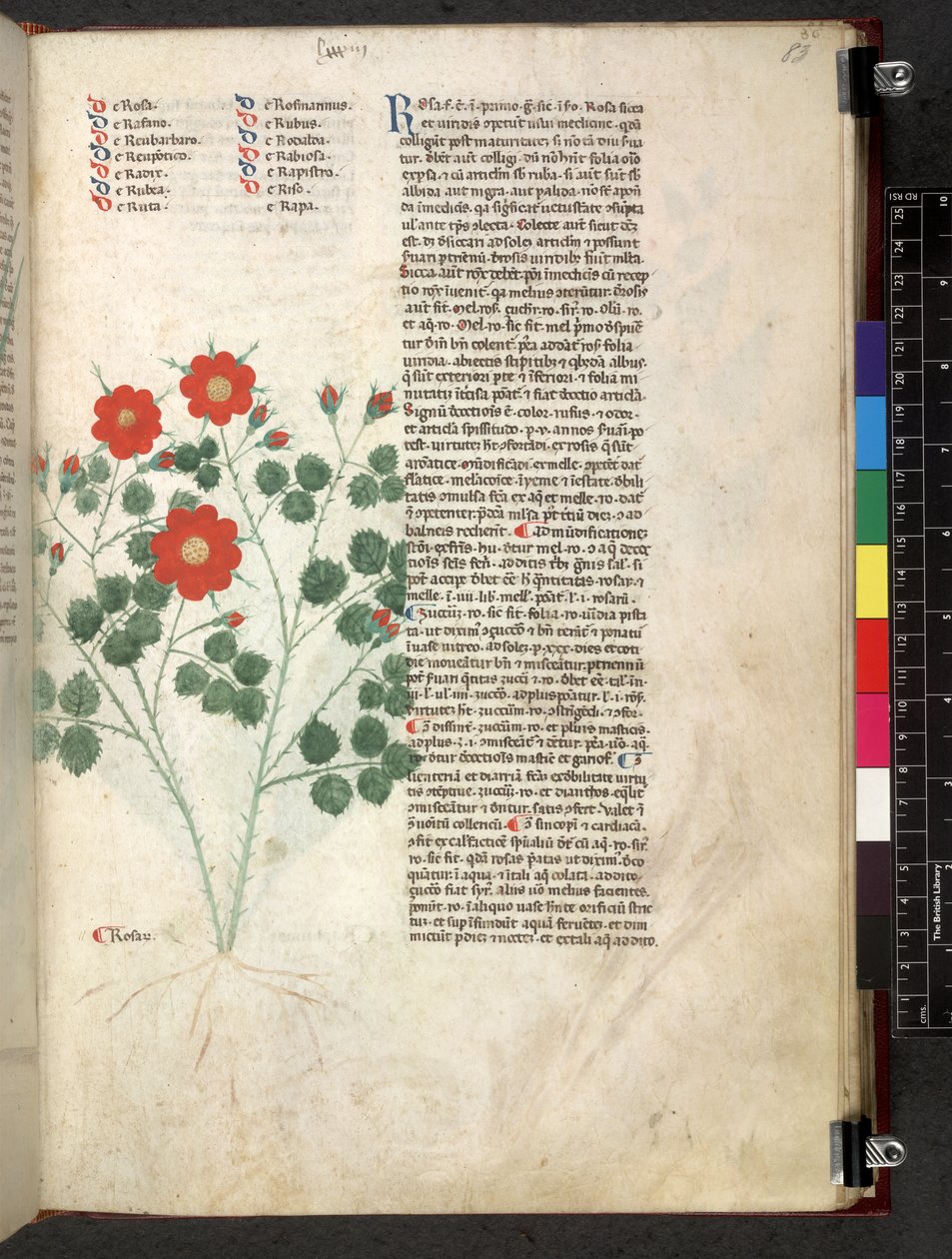 Egerton 747 Tractatus de herbis (Herbal) n. 1280-1310 (muste ja väri tarranauhalla) tekijältä School Italian
