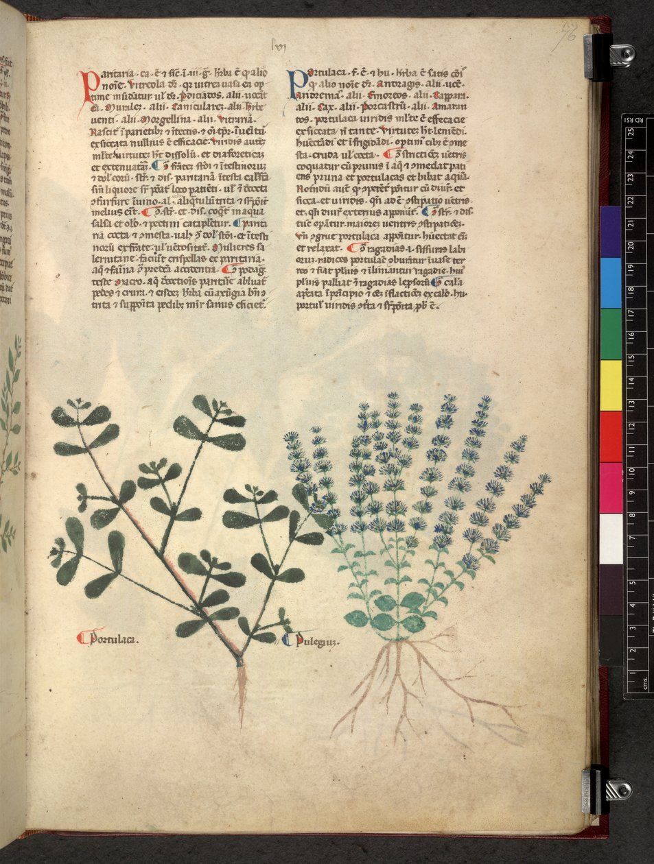 Egerton 747 Tractatus de herbis (Herbal) n. 1280-1310 (muste ja väri tarranauhalla) tekijältä School Italian