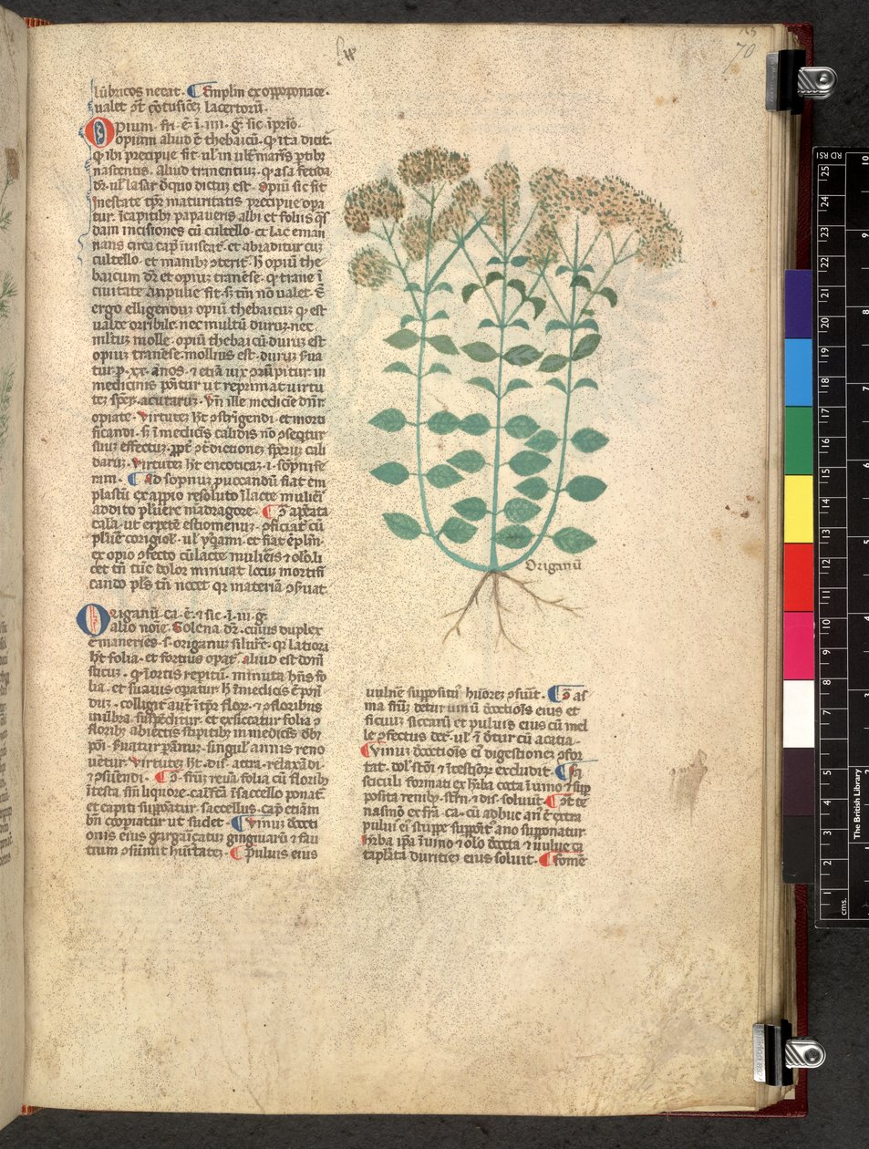 Egerton 747 Tractatus de herbis (Herbal) n. 1280-1310 (muste ja väri tarranauhalla) tekijältä School Italian