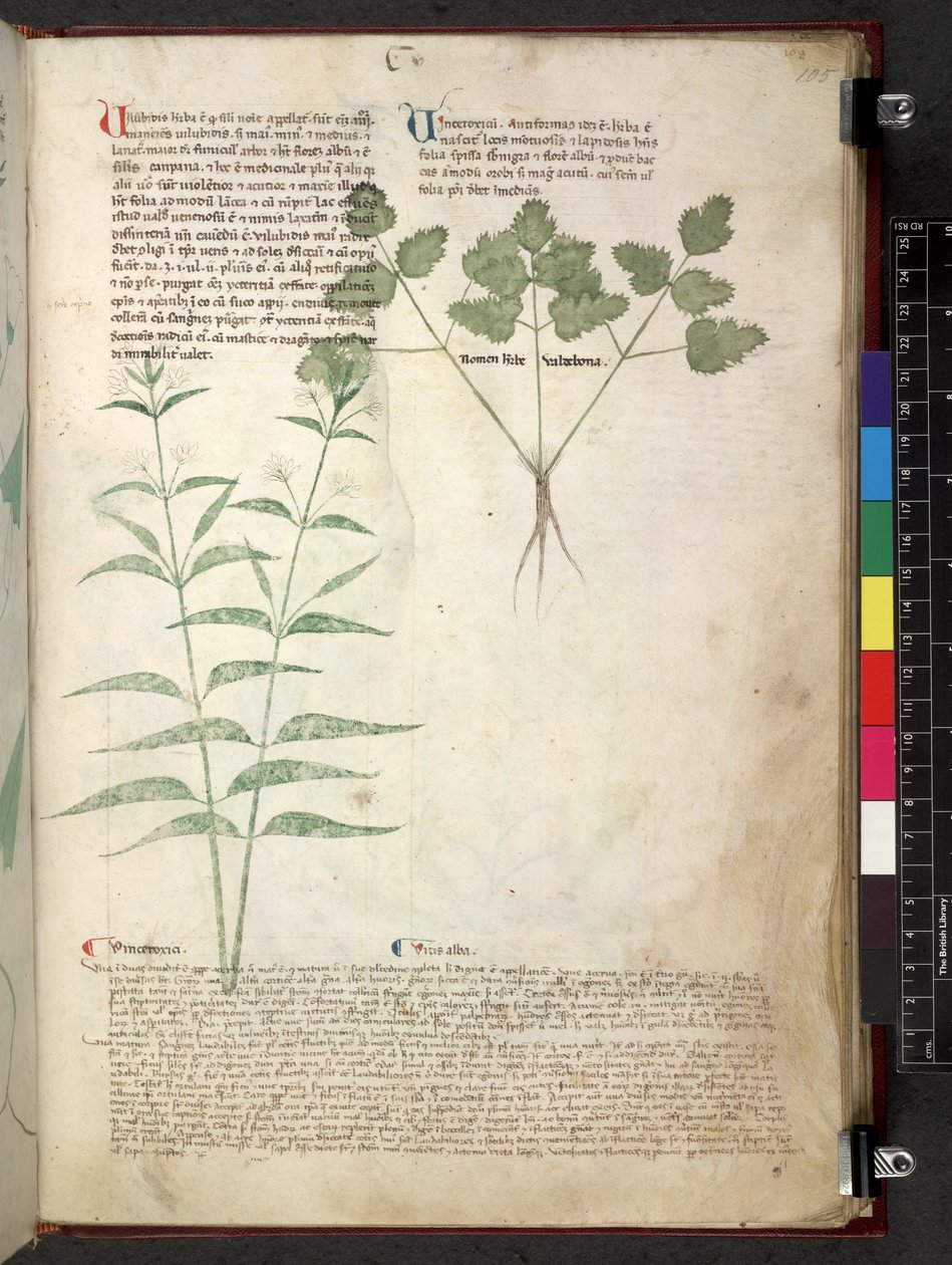 Egerton 747 Tractatus de herbis (Herbal) n. 1280-1310 (muste ja väri tarranauhalla) tekijältä School Italian