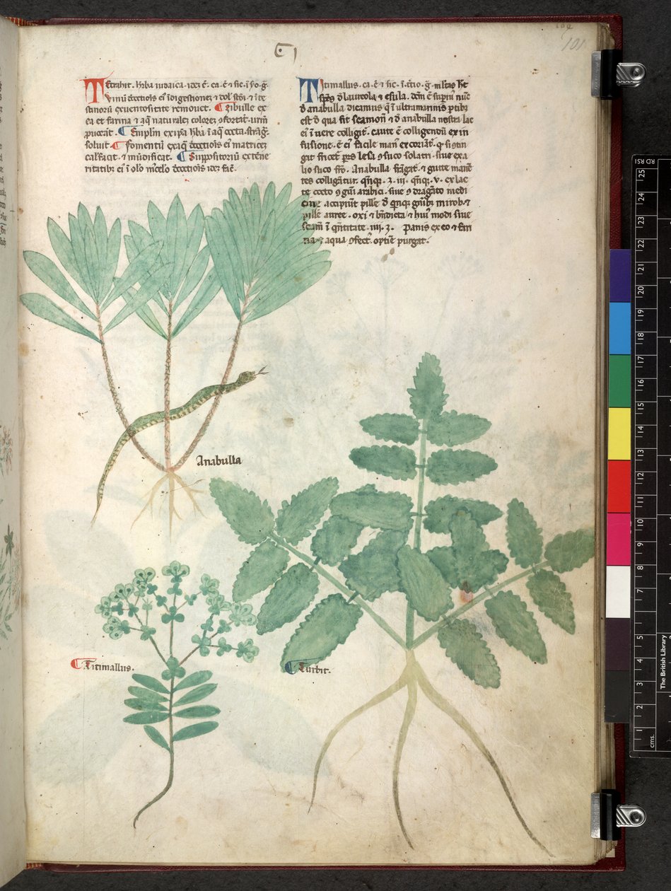 Egerton 747 Tractatus de herbis (Herbal) n. 1280-1310 (muste ja väri tarranauhalla) tekijältä School Italian