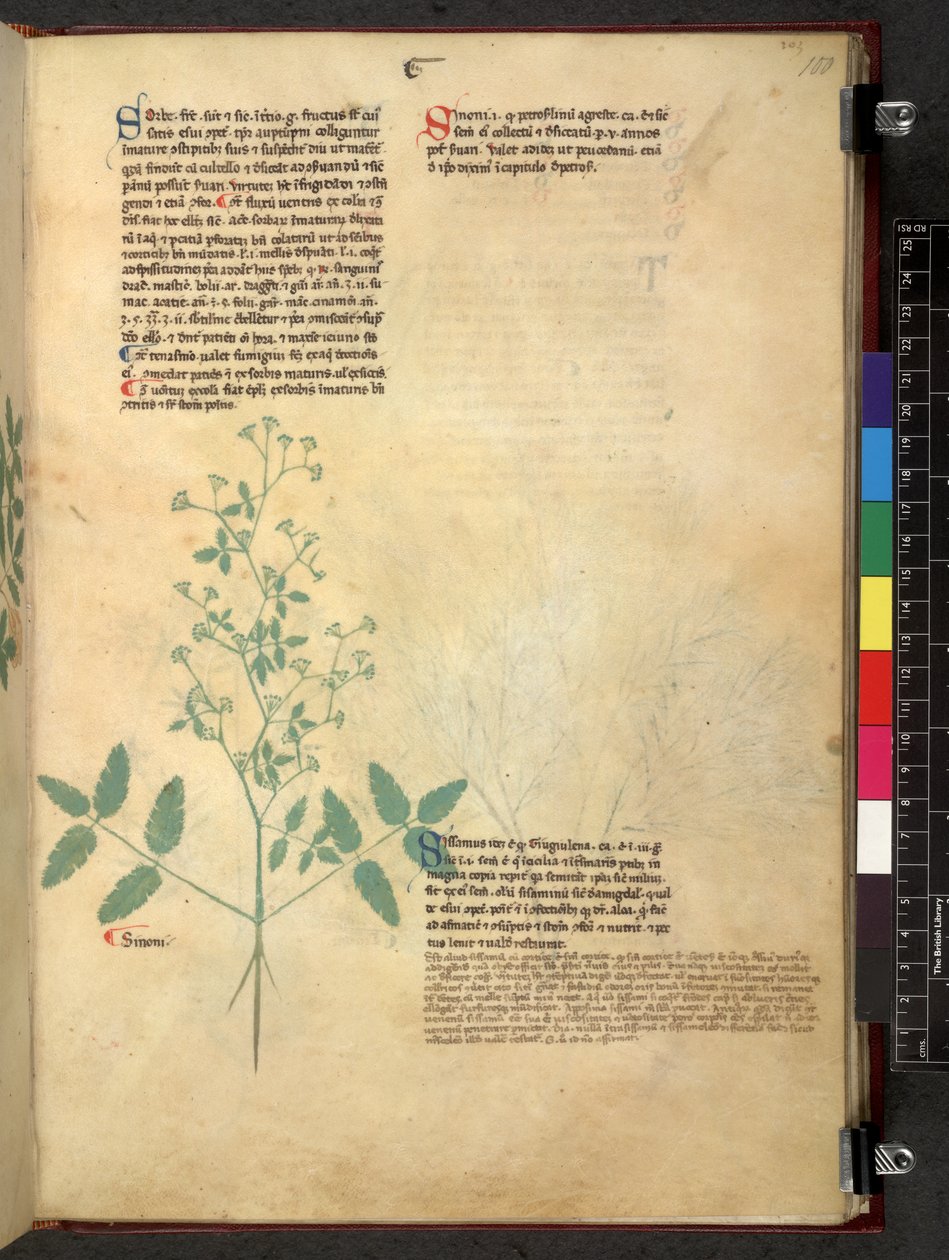 Egerton 747 Tractatus de herbis (Herbal) n. 1280-1310 (muste ja väri tarranauhalla) tekijältä School Italian