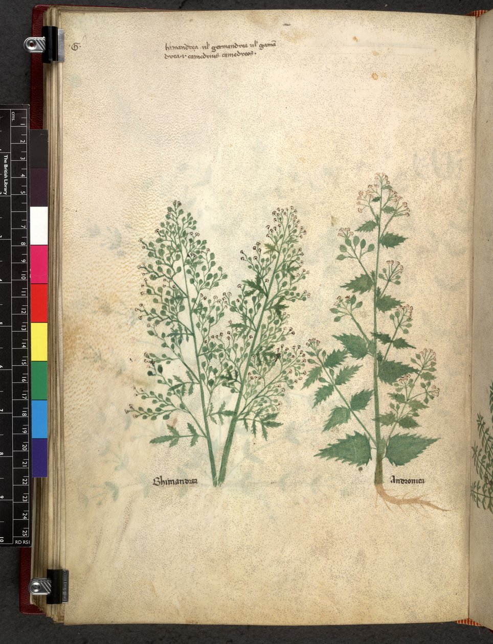Egerton 747 Tractatus de herbis (Herbal) n. 1280-1310 (muste ja väri tarranauhalla) tekijältä School Italian
