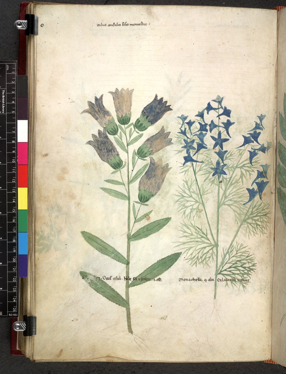 Egerton 747 Tractatus de herbis (Herbal) n. 1280-1310 (muste ja väri tarranauhalla) tekijältä School Italian