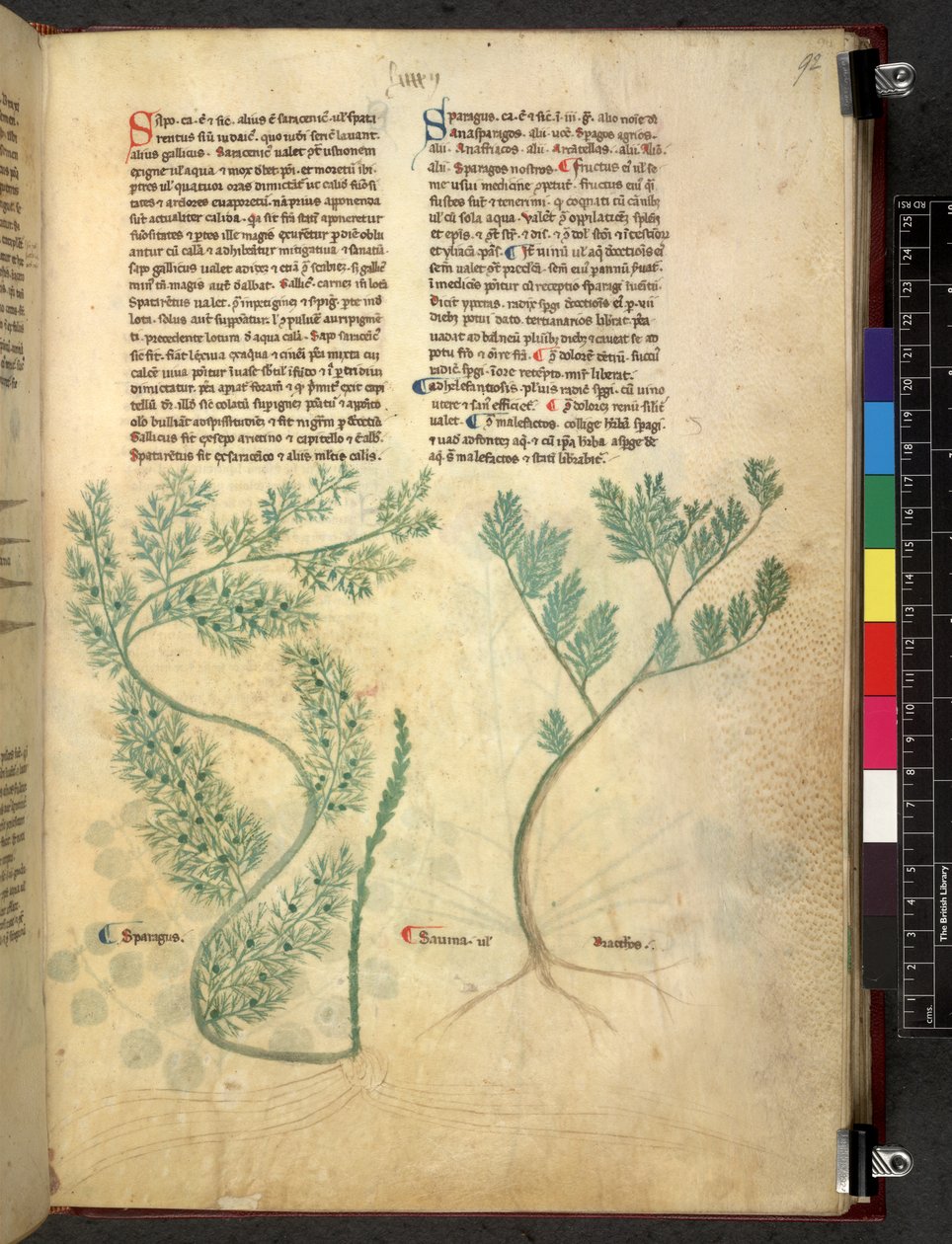 Egerton 747 Tractatus de herbis (Herbal) n. 1280-1310 (muste ja väri tarranauhalla) tekijältä School Italian