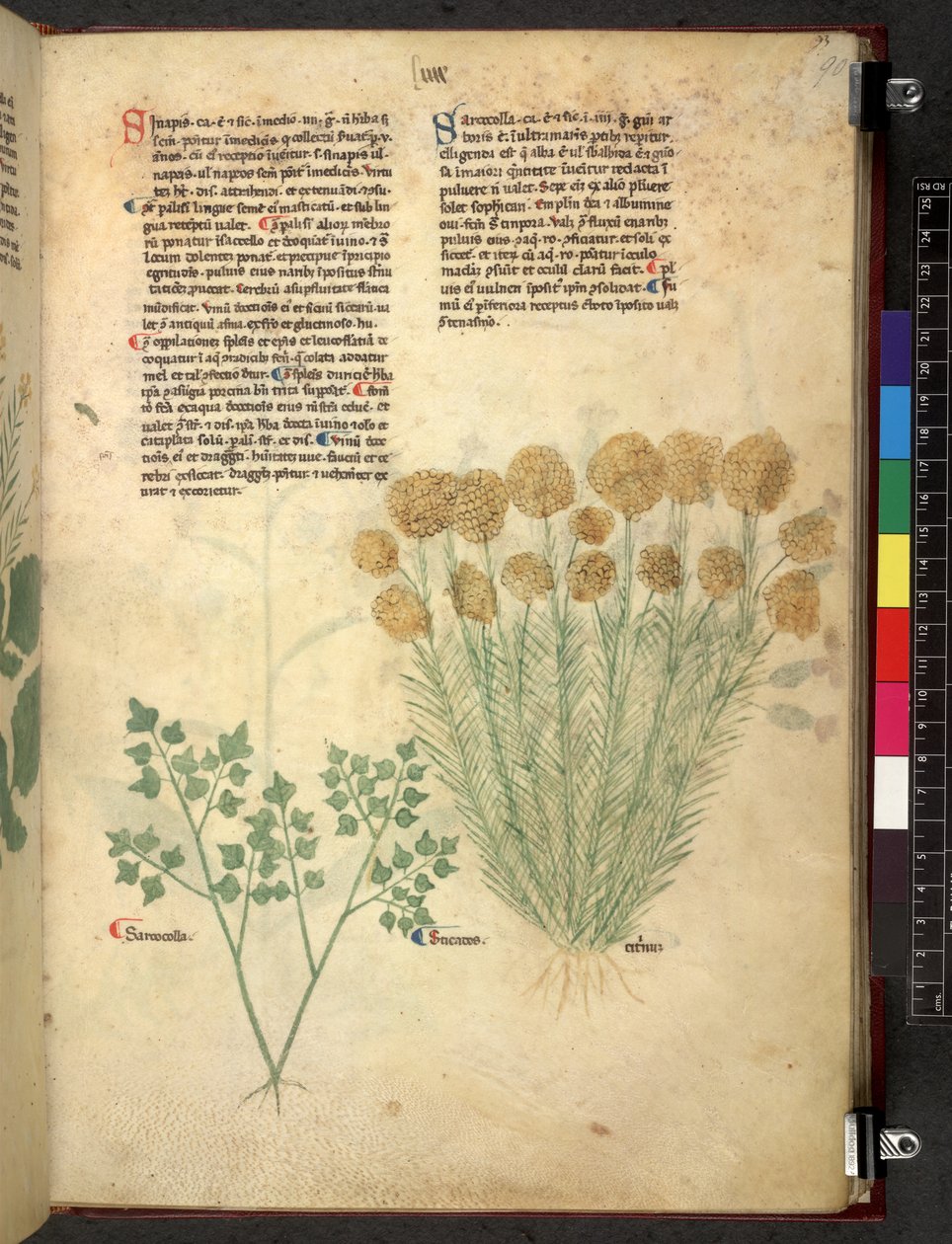 Egerton 747 Tractatus de herbis (Herbal) n. 1280-1310 (muste ja väri tarranauhalla) tekijältä School Italian