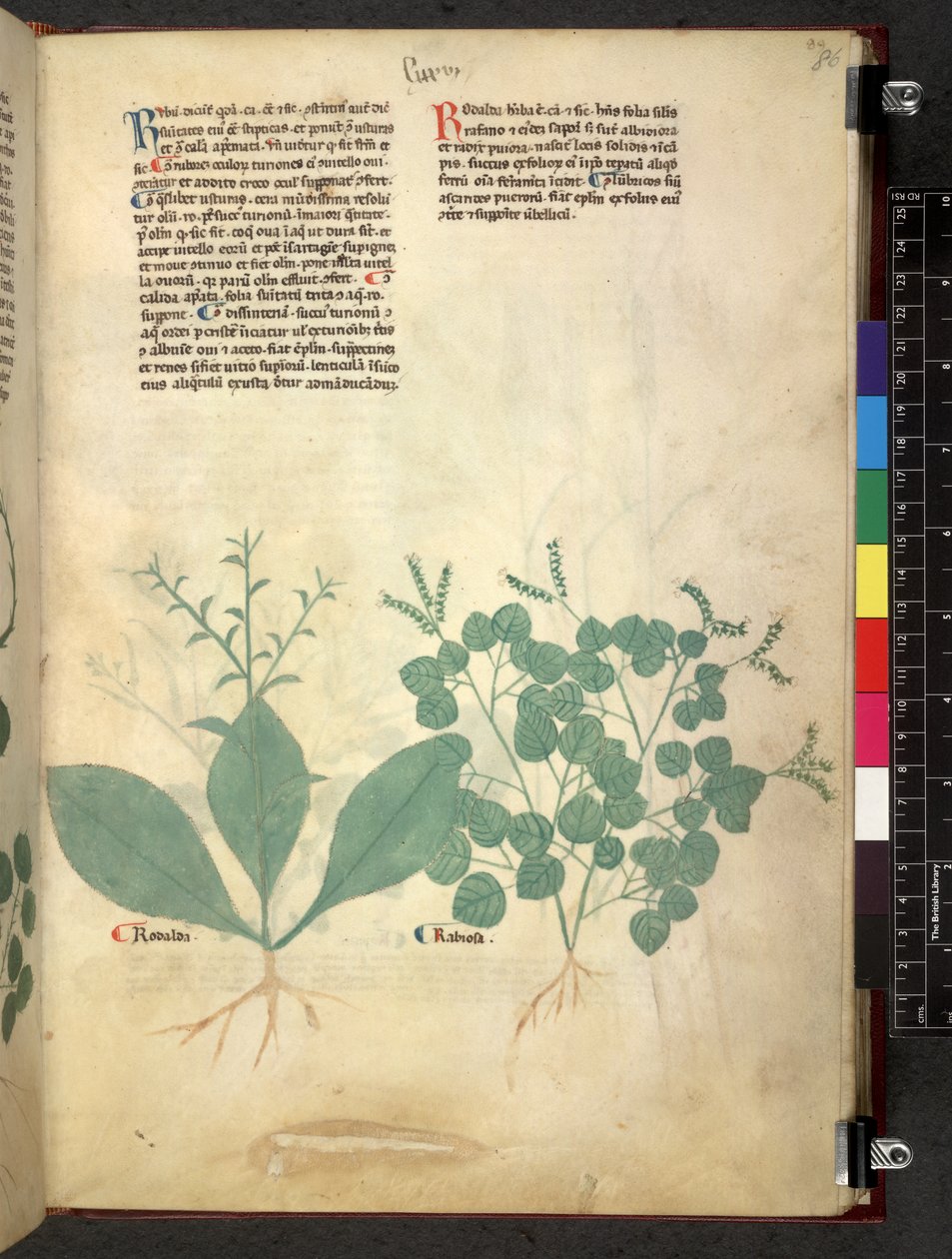 Egerton 747 Tractatus de herbis (Herbal) n. 1280-1310 (muste ja väri tarranauhalla) tekijältä School Italian