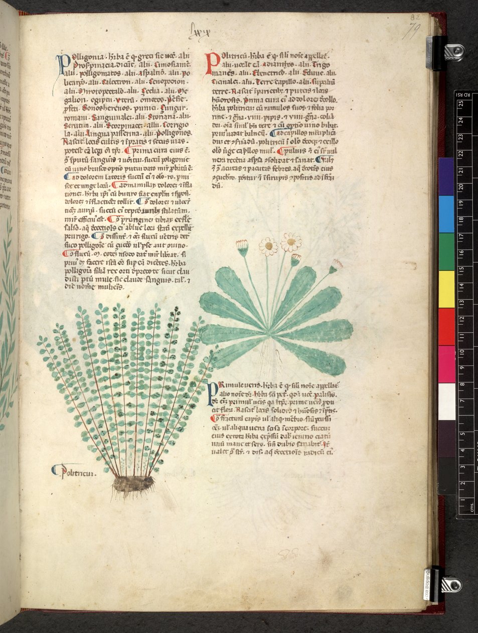 Egerton 747 Tractatus de herbis (Herbal) n. 1280-1310 (muste ja väri tarranauhalla) tekijältä School Italian