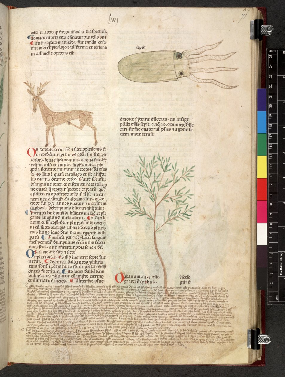 Egerton 747 Tractatus de herbis (Herbal) n. 1280-1310 (muste ja väri tarranauhalla) tekijältä School Italian