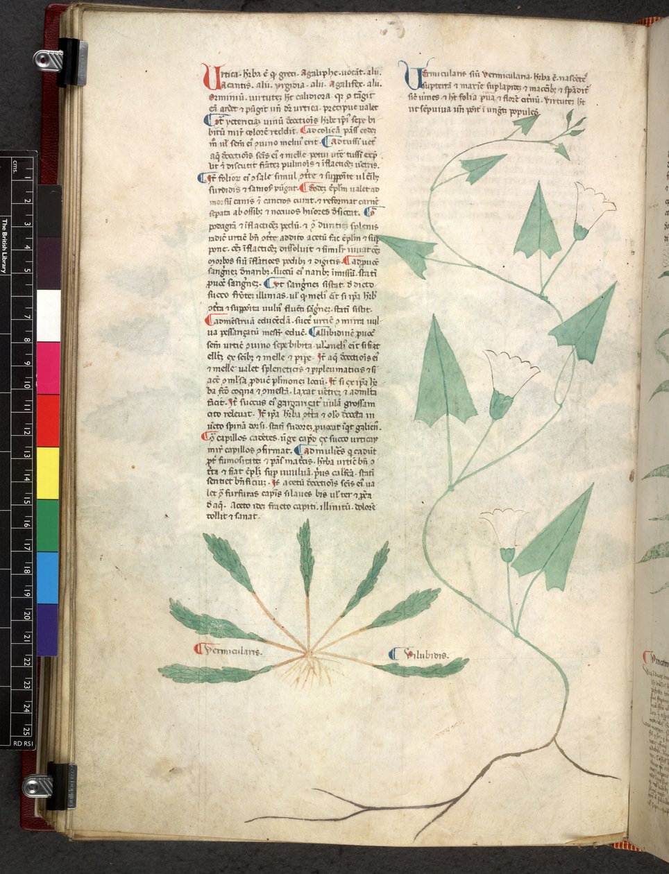 Egerton 747 Tractatus de herbis (Herbal) n. 1280-1310 (muste ja väri tarranauhalla) tekijältä School Italian