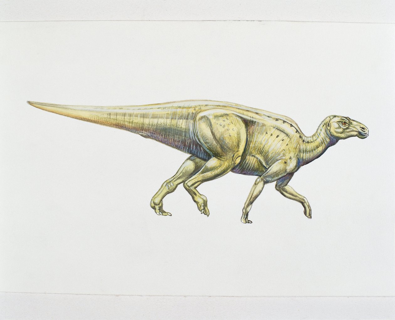 Hadrosaurid tai ankannokkadinosaurus (värinen lito) tekijältä School Italian