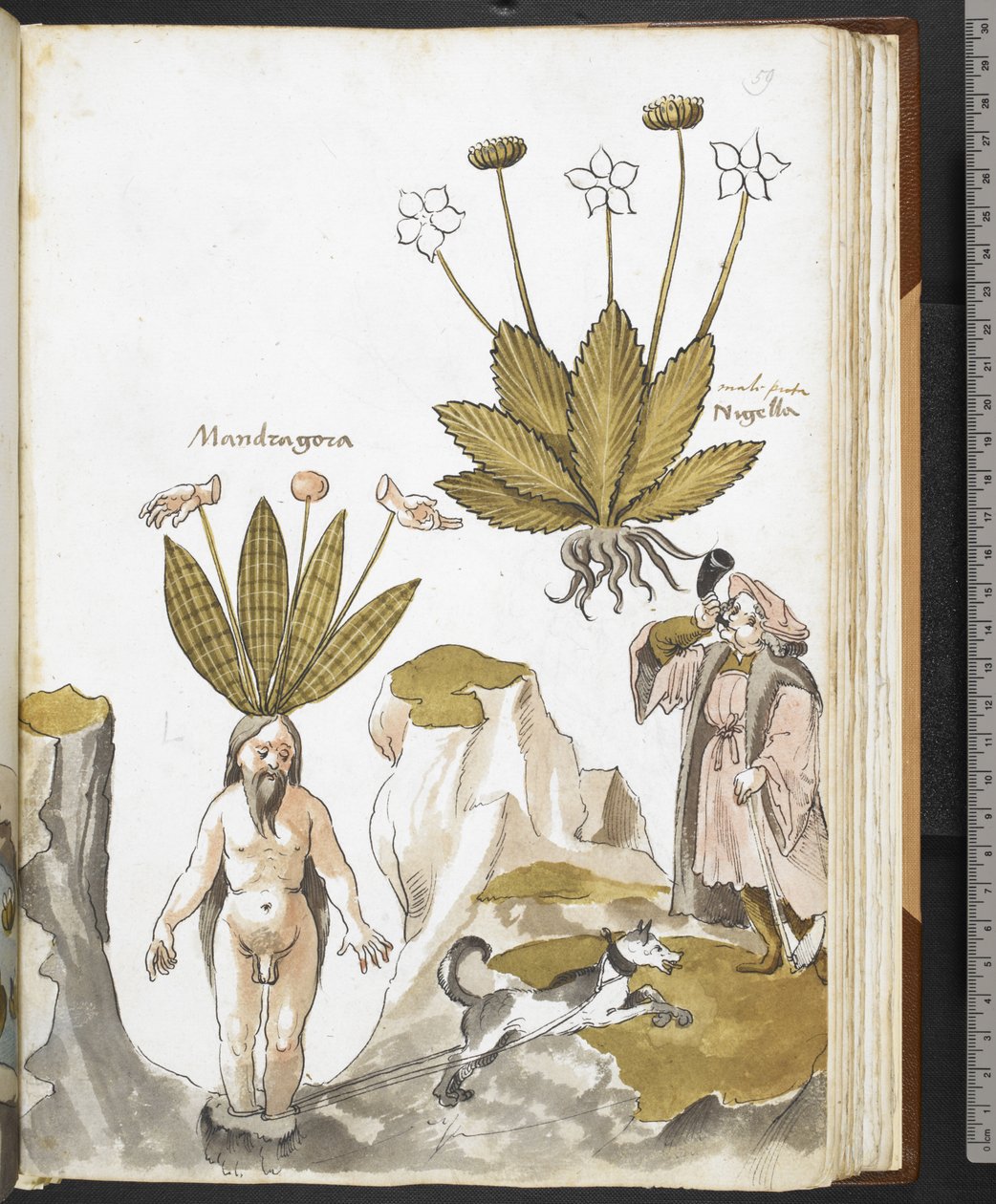 Harley MS 3736 f.59r Koiran vetämä mandrake, Giovanni Cadamoston "Herbal, jossa on tutkielmia ruoasta, myrkyistä ja lääkkeistä sekä kivien ominaisuuksista" (mustetta ja väriä perunakalvolla) tekijältä School Italian