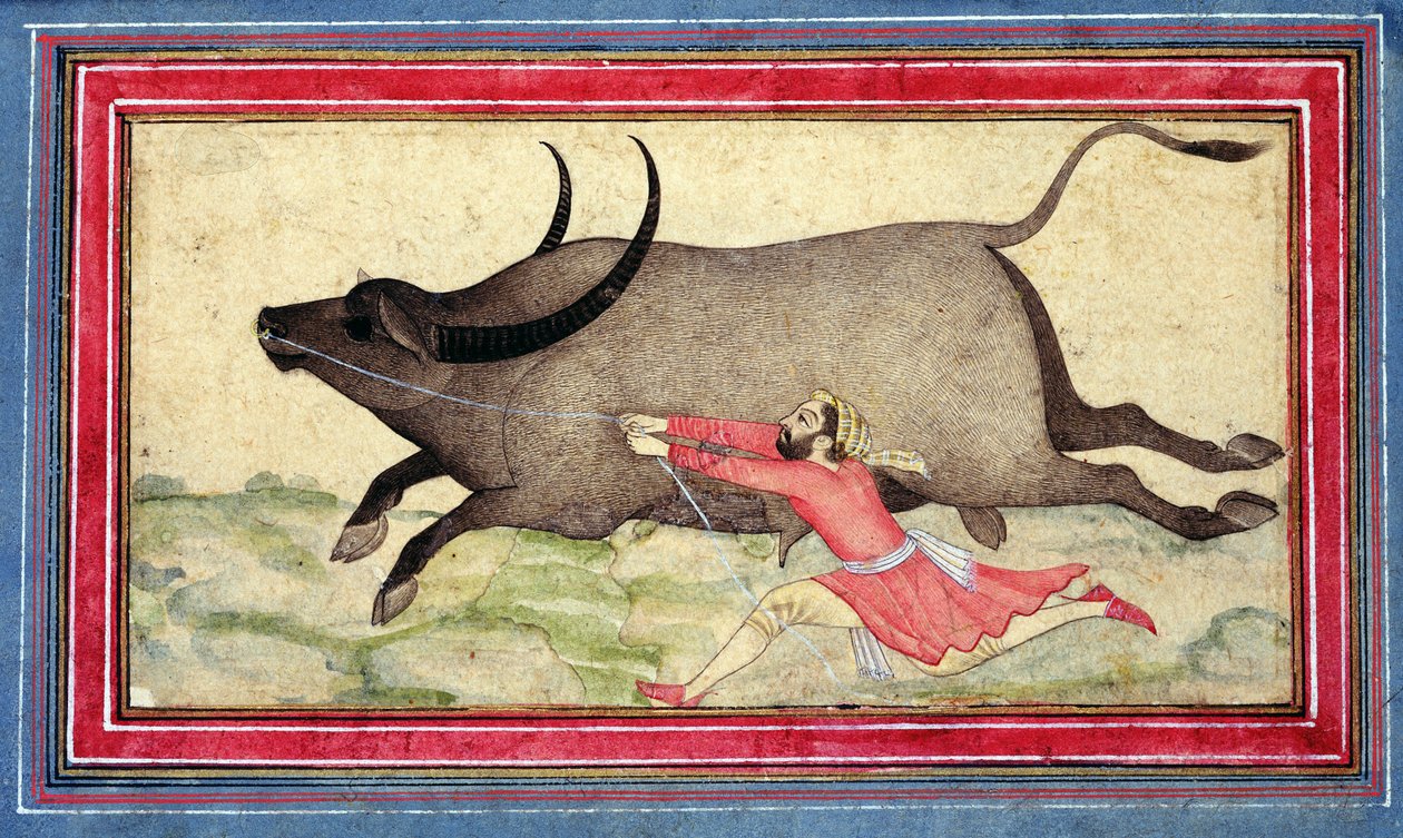 Runaway Buffalo, Johnson Album XIV, no.11, verso, n.1700 (värillinen piirros albumin lehdellä) tekijältä School Mughal