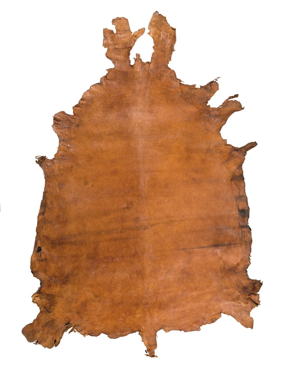 Animal Hide, c. 1786 (nahka) tekijältä School Russian