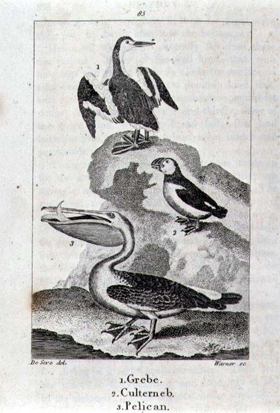 Grebe, Culterneb at Pelican mula sa A History of the Earth and Animated Nature, London 1816 (copper plate engraving)finn tekijältä School Spanish
