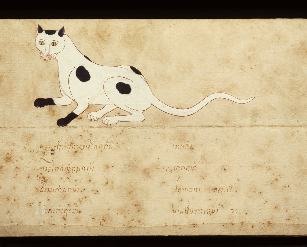 Siamilaisia kissoja käsittelevän käsikirjoituksen lehti, 1900-luvun alku (vesiväri paperille). tekijältä School Thai