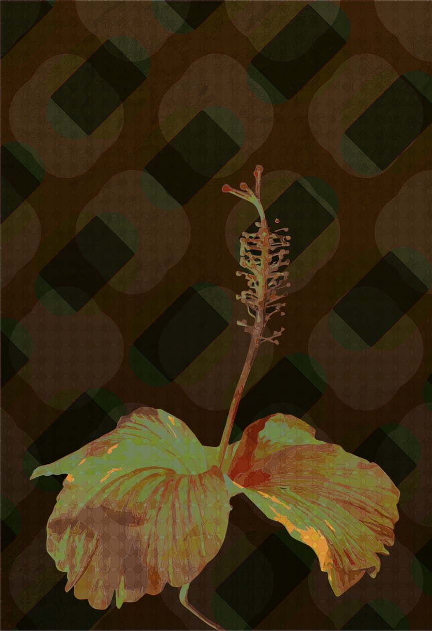 Hibiscus, 2 2019 tekijältä Scott J. Davis