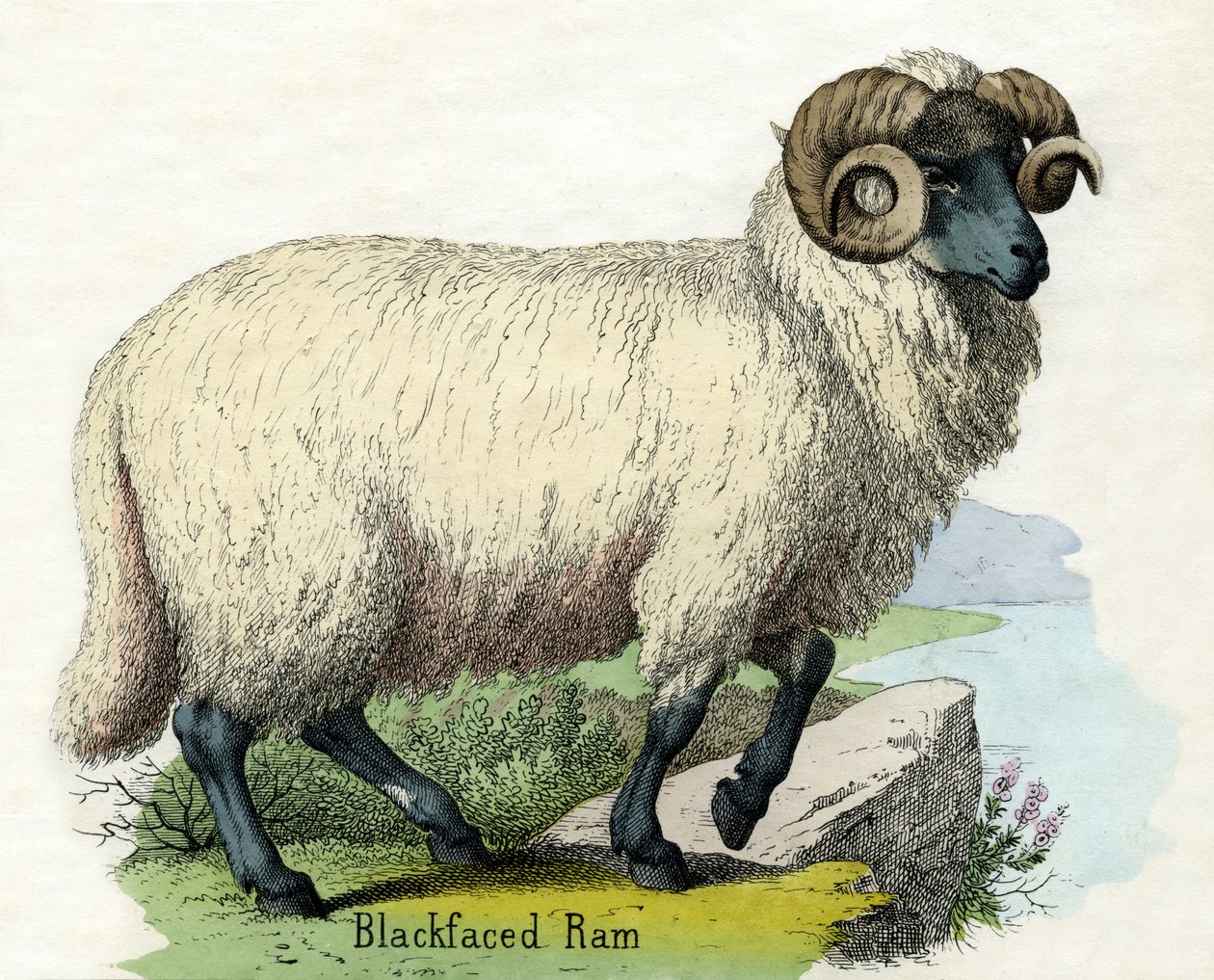 Antiikkiprintti Norfolk Horn Ram tekijältä Scottish School