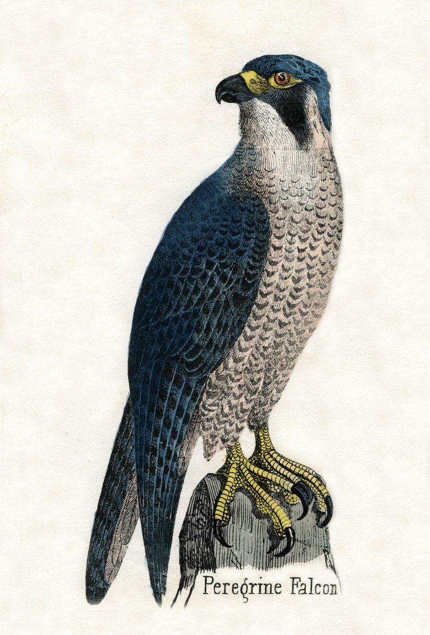 Peregrine Falconin antiikkiprintti tekijältä Scottish School