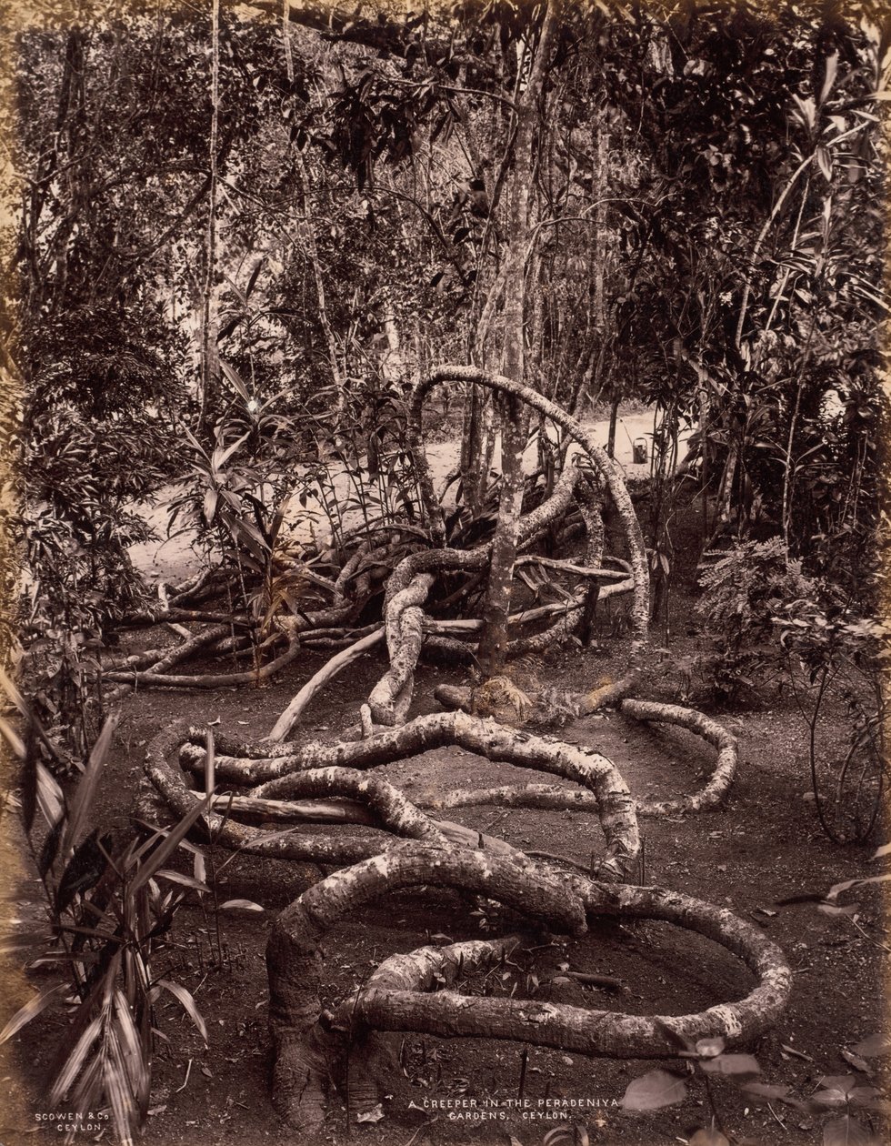 Creeper in the Peradeniya Gardens, Ceylon, n. 1880. tekijältä Scowen and Co.