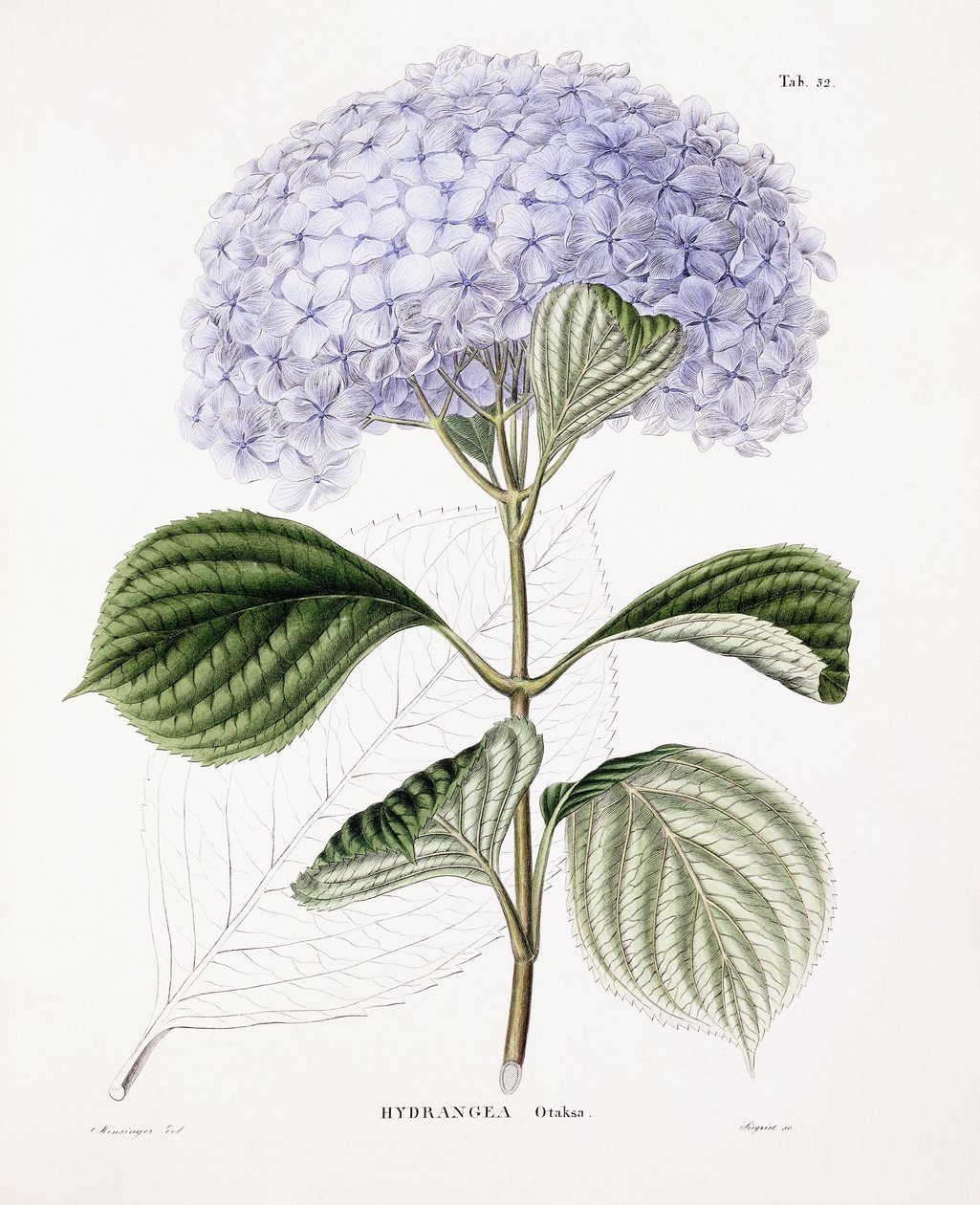 Hortensia Ottaksa, n. 1835-70 tekijältä Sebastian Minsinger