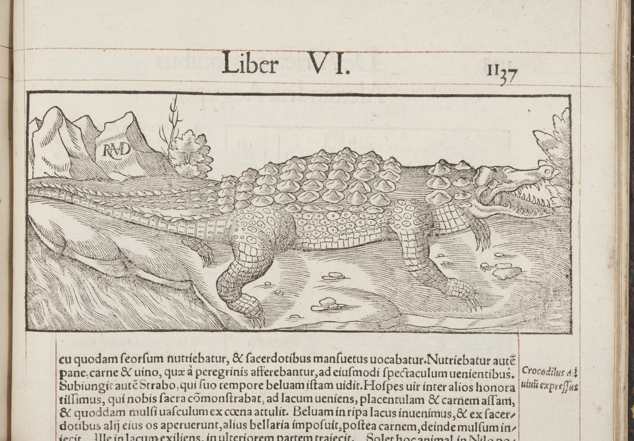 Cosmographia, Fol 1137, 1544 tekijältä Sebastian Munster
