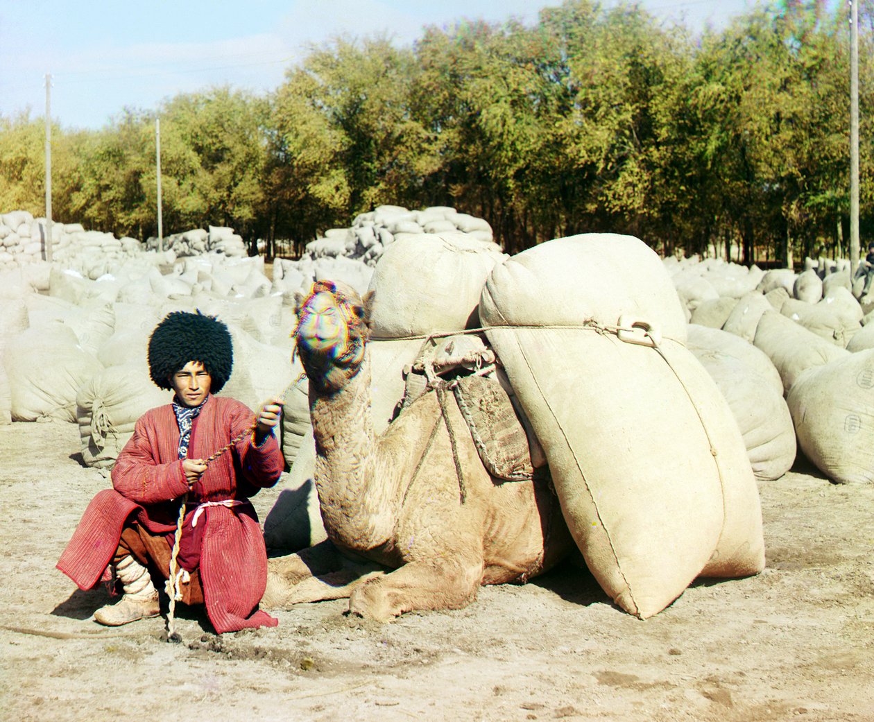 Turkmenistanin mies poseeraa kamelin kanssa, jossa on puuvillasäkkejä, Keski-Aasia, Venäjän valtakunta, vuosina 1905–1915 tekijältä Sergey Prokudin Gorsky