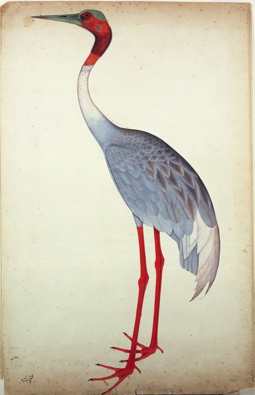 Sarus Crane, maalattu Lady Impeylle Calcuttassa, noin 1780. tekijältä Shaikh Zain ud Din