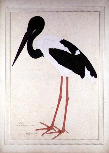 Mustakaulahaikara, Xenorhynchus Asiaticus, maalattu Lady Impeylle Kalkutassa. tekijältä Shaikh Zain ud Din (fl.1777 83)