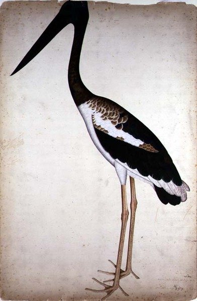 Blacknecked Stork, Xenorhynchus Asiaticus, maalattu Lady Impeylle Kalkutassa, n. 1780 (guassi paperille) tekijältä Shaikh Zain ud Din (fl.1777 83)